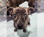 Small Catahoula Leopard Dog