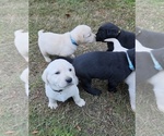 Puppy Yellow Male Labrador Retriever