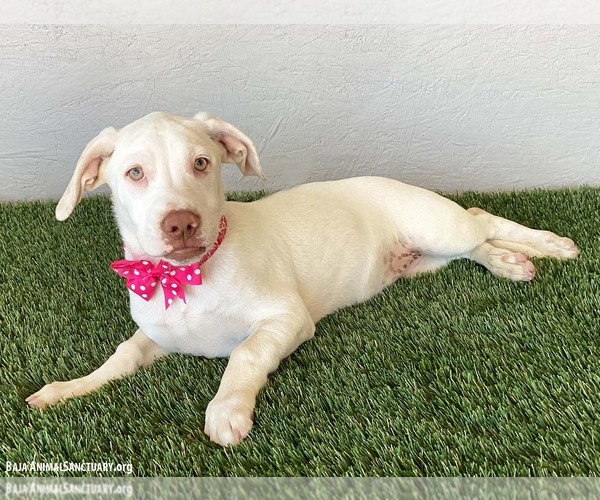 Medium Photo #2 American Pit Bull Terrier-Labrador Retriever Mix Puppy For Sale in San Diego, CA, USA