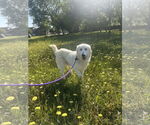 Small #4 Great Pyrenees