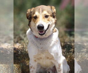 Django - Male Mutt Dog for Adoption - Photo #3