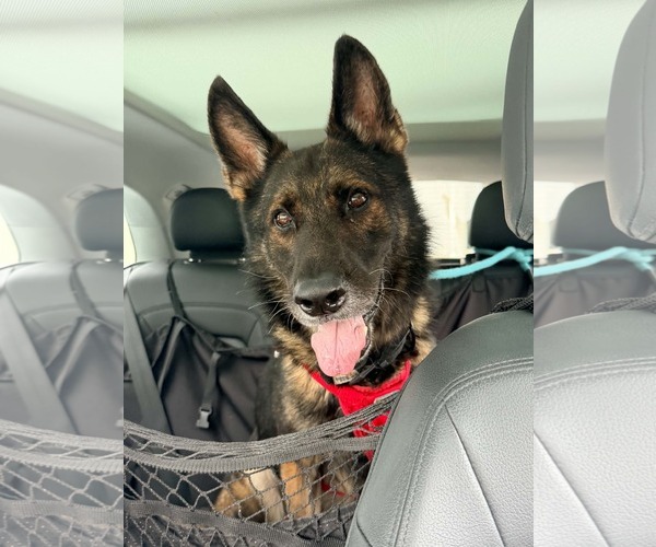 Medium Photo #4 German Shepherd Dog Puppy For Sale in Plantation, FL, USA