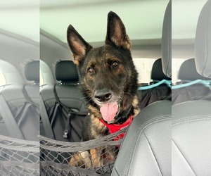 Dino 3181 - Male German Shepherd Dog Dog for Adoption - Photo #4