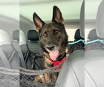 Small Photo #4 German Shepherd Dog Puppy For Sale in Plantation, FL, USA