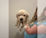 Small Photo #20 Golden Retriever Puppy For Sale in CONCORD, VA, USA