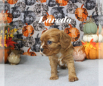 Small #6 Cavalier King Charles Spaniel