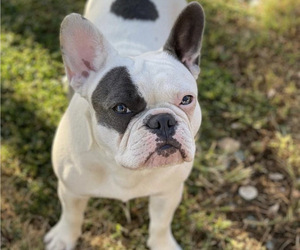 Mother of the French Bulldog puppies born on 07/27/2025