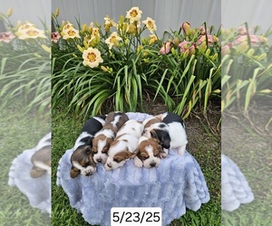 Basset Hound Puppy for sale in CRAGFORD, AL, USA
