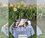 Image preview for Ad Listing. Nickname: Litter of 5