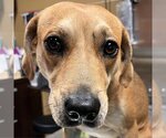 Small Photo #9 Beagle-Unknown Mix Puppy For Sale in Rockaway, NJ, USA