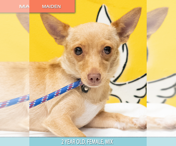 Medium Photo #6 Chihuahua Puppy For Sale in Studio City, CA, USA