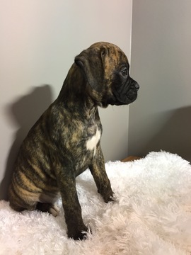Medium Photo #8 Boxer Puppy For Sale in BECKS MILLS, OH, USA