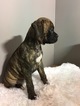 Small Photo #8 Boxer Puppy For Sale in BECKS MILLS, OH, USA