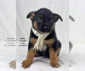German Shepherd Dog-Unknown Mix Dogs for adoption in Saegertown , PA, USA
