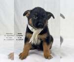 Small German Shepherd Dog Mix