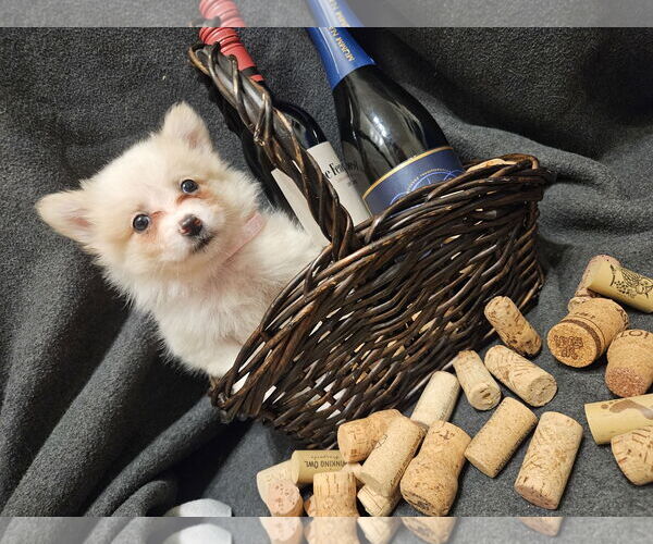 Medium Photo #1 Pomimo Puppy For Sale in Princeton, MN, USA