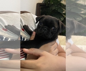 Pug Puppy for sale in SANTEE, CA, USA