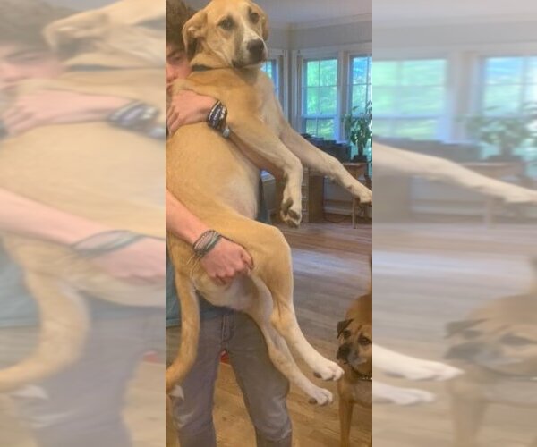 Medium Photo #2 Great Pyrenees-Unknown Mix Puppy For Sale in New York, NY, USA