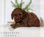 Small #3 Goldendoodle (Miniature)
