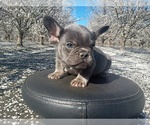Small French Bulldog