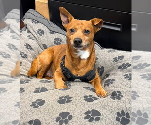 Chiweenie Dogs for adoption in Ellijay, GA, USA
