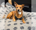 Small Chiweenie