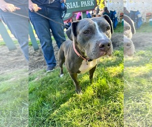 Smoke - Female American Pit Bull Terrier-Unknown Mix Dog for Adoption - Photo #3