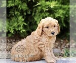 Small #3 Goldendoodle (Miniature)