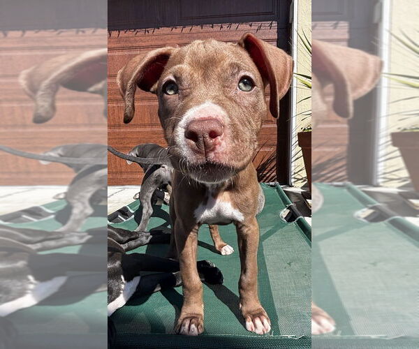 Medium Photo #5 Staffordshire Bull Terrier-Unknown Mix Puppy For Sale in Dana Point, CA, USA