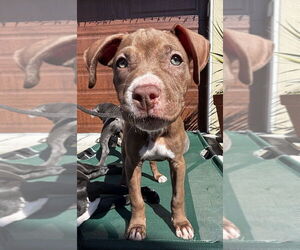 Dory - Female Boxer-Staffordshire Bull Terrier Mix Dog for Adoption - Photo #5