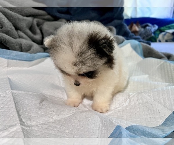 Medium Photo #5 Pomeranian Puppy For Sale in HAYWARD, CA, USA