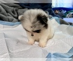 Small #4 Pomeranian