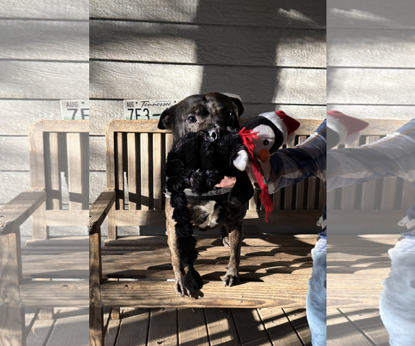 Medium Photo #2 American Staffordshire Terrier-Bulldog Mix Puppy For Sale in Holly Springs, NC, USA