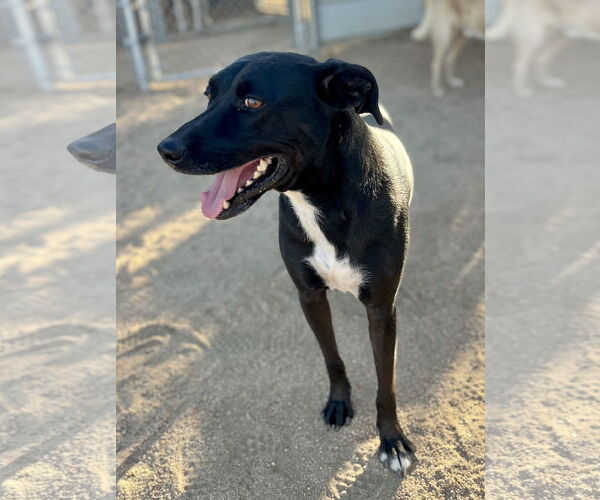 Medium Photo #3 Labrador Retriever-Unknown Mix Puppy For Sale in Lancaster, CA, USA