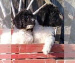 Small Photo #1 Labradoodle-Poodle (Standard) Mix Puppy For Sale in VERGENNES, IL, USA