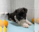 Small Photo #2 Shorkie Tzu Puppy For Sale in CLARE, IL, USA