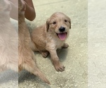 Small Photo #9 Golden Retriever Puppy For Sale in VALDOSTA, GA, USA