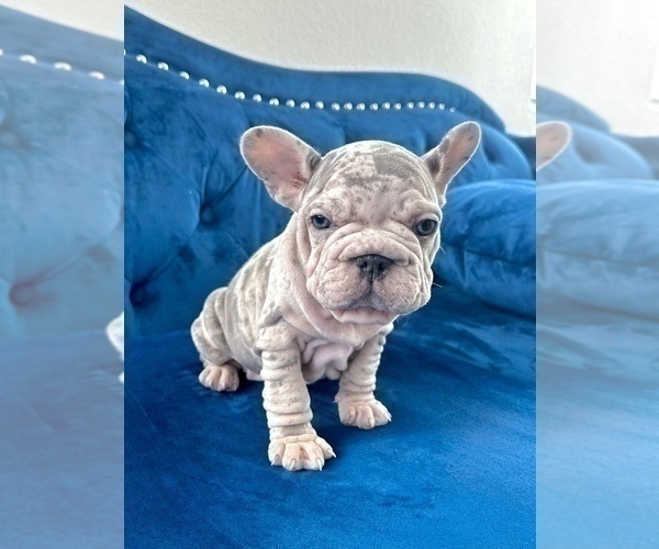 Medium Photo #10 French Bulldog Puppy For Sale in SAN FRANCISCO, CA, USA