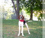 Small #4 Mutt