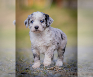 Aussiedoodle Miniature  Puppy for sale in GRANTS PASS, OR, USA