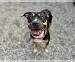 Small American Bulldog Mix