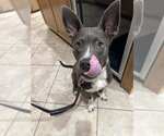 Small #8 American Pit Bull Terrier Mix