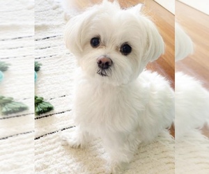 Father of the Morkie puppies born on 04/02/2025