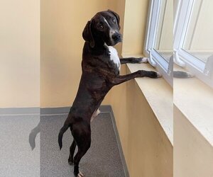 Plott Hound-Unknown Mix Dogs for adoption in Low Moor, VA, USA