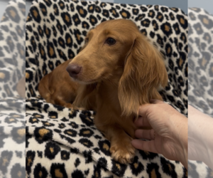 Dachshund Dogs for adoption in Weston, FL, USA