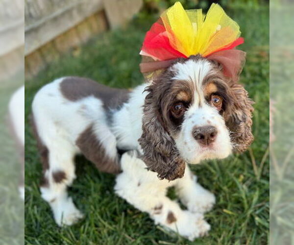Medium Photo #2 Cocker Spaniel Puppy For Sale in Arlington, VA, USA