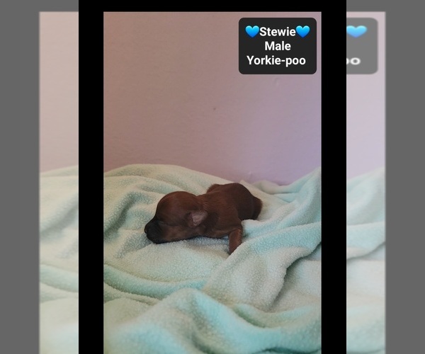 Medium Photo #3 Yorkipoo Puppy For Sale in TUCSON, AZ, USA