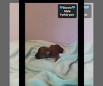 Small #2 Yorkipoo