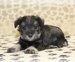 Small #1 Schnauzer (Miniature)