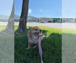 Small #3 Chihuahua Mix